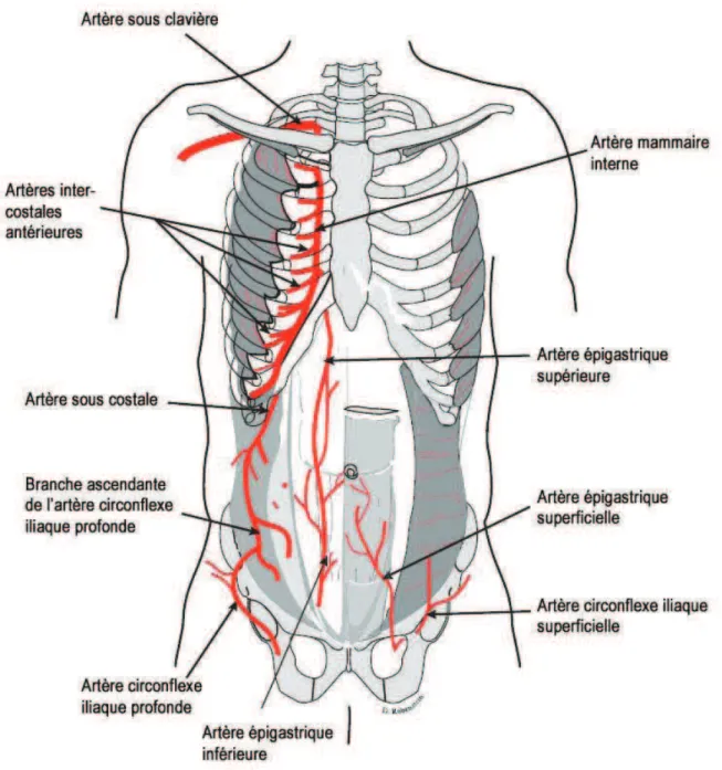 Fig. 17 : vascularisation artérielle de la paroi abdominale antérieure, d’après Shiffman et  Mirrafati [25] 
