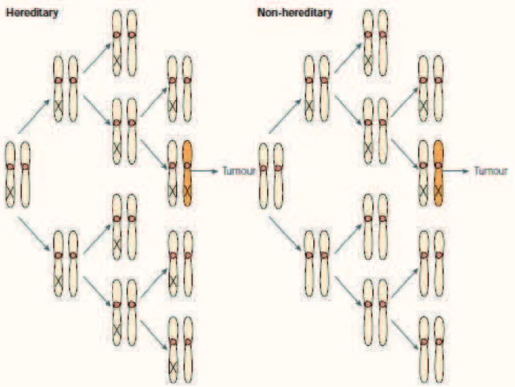 Figure 1. Illustration du two-hit model de Knudson et Comings  Image issue de l'article de Knudson, 2001 [13]