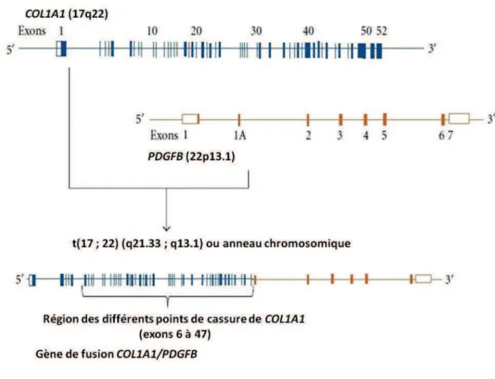 Figure 5. Représentation schématique de la formation du gène de fusion COL1A1/PDGFB  Schéma issu de l'article de Rutkowski et al., 2011 [58]