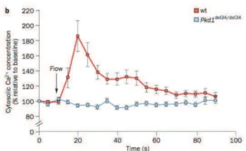 Figure  4 :  Dans  des  cellules  pithliales  issues  de  souris  Ç sauvages È  (wt,  courbe  rouge),  lÕcoulement  du  fluide  induit  une  augmentation  de  la  concentration  intracellulaire  de  calcium