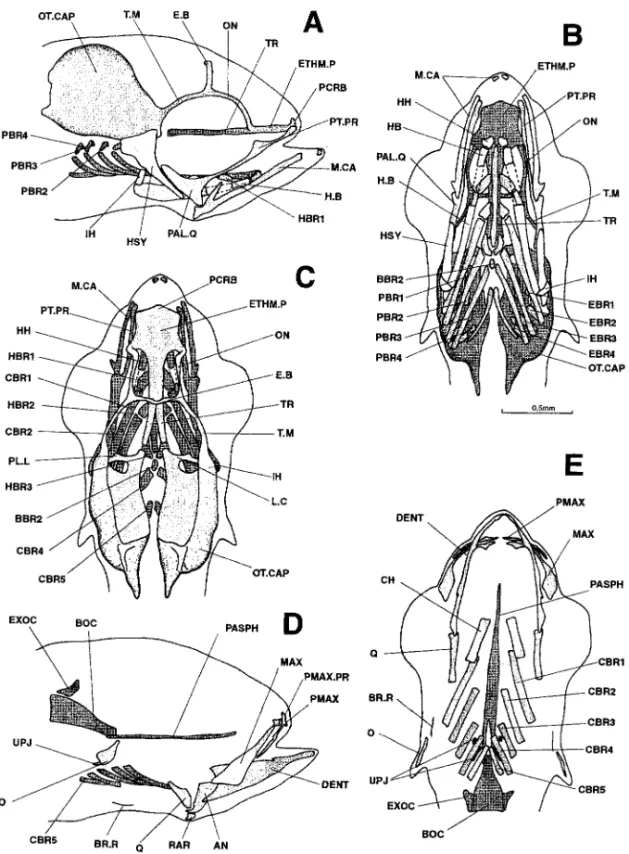 Figure 7. Dicentrarchus labrax: Lateral (a), ventral (b), and dorsal (c) views of the chondrocranium and lateral (d) and ventral (e) views of the osteocranium in an 8.1-mm larvae