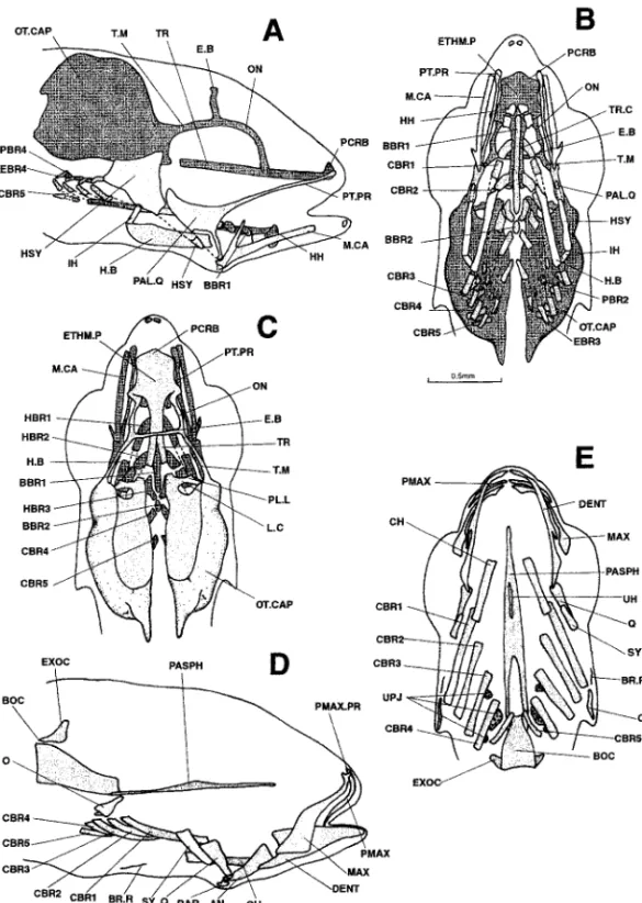Figure 8. Dicentrarchus labrax : Lateral (a), ventral (b), and dorsal (c) views of the chondrocranium and lateral (d) and ventral (e) views of the osteocranium in an 8.3-mm larvae