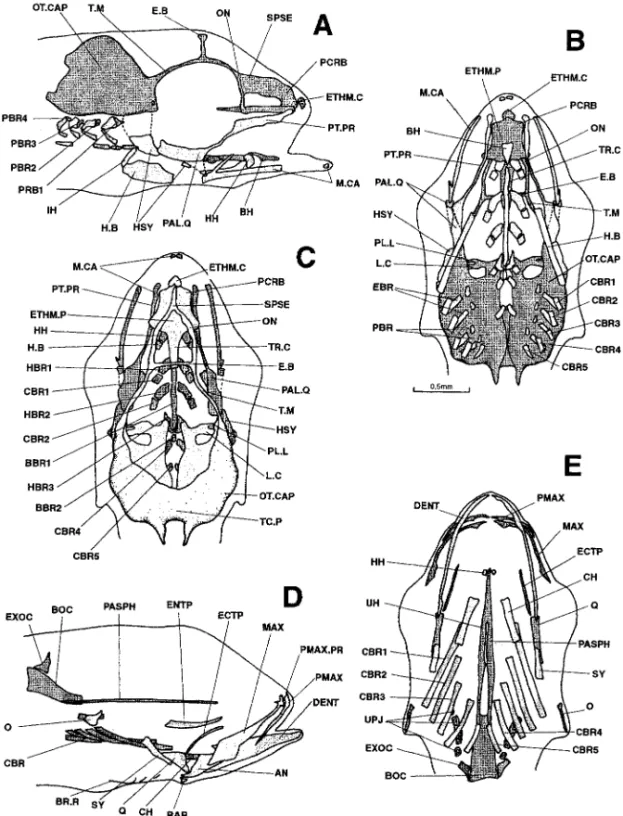 Figure 9. Dicentrarchus labrax: Lateral (a), ventral (b), and dorsal (c) views of the chondrocranium and lateral (d) and ventral (e) views of the osteocranium in an 8.9-mm larvae