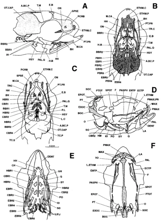 Figure 10. Dicentrarchus labrax : Lateral (a), ventral (b), and dorsal (c) views of the chondrocranium (d), lateral view of the osteocranium (d), ventral view (e) of the bony splanchnocranium and part of the neurocranium, and dorsal view (f) of the neurocr