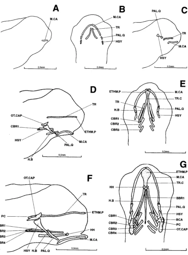 Figure 1. Dicentrarchus labrax : Lateral view (a) of the chondrocranium in a 3.6-mm larvae; ventral (b) and lateral (c) views of the chondrocranium in a 4.0-mm larvae; lateral (d) and ventral (e) views of the chondrocranium in a 4.3-mm larvae; lateral (f) 