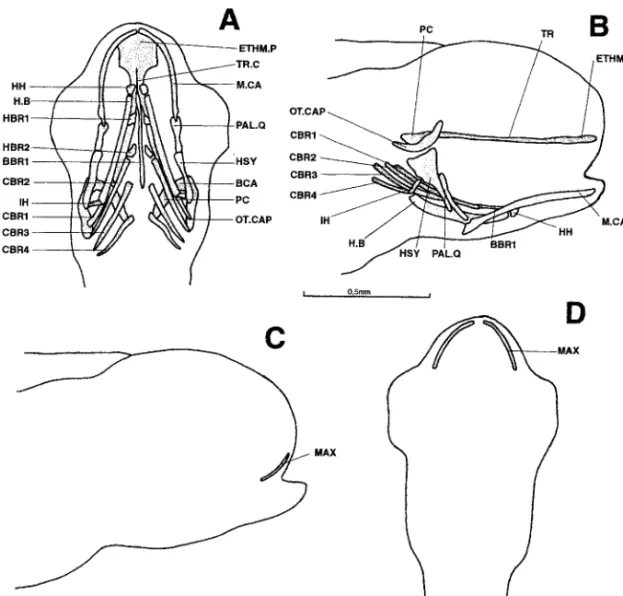 Figure 2. Dicentrarchus labrax : ventral (a) and lateral (b) views of the chondrocranium and lateral (c) and ventral (d) views of the osteocranium in a 5.2-mm larvae