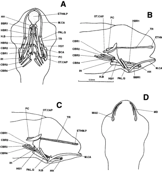Figure 3. Dicentrarchus labrax : Ventral (a) and lateral (b) views of the chondrocranium in a 5.3- 5.3-mm larvae; lateral view (c) of the chondrocranium and ventral view (d) of the osteocranium in a 5.7-mm larvae