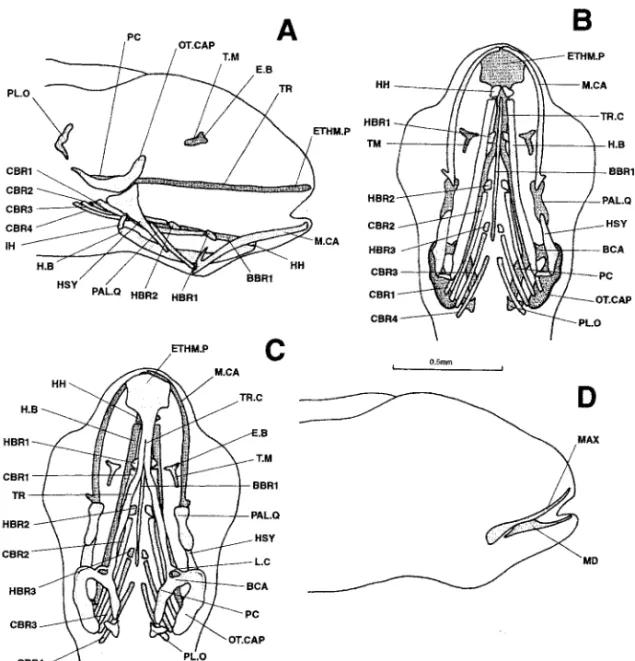 Figure 4. Dicentrarchus labrax: Lateral (a), ventral (b), and dorsal (c) views of the chondrocranium and lateral (d) view of the osteocranium in a 6.3-mm larvae