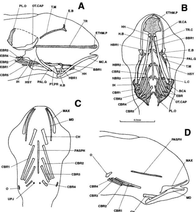 Figure 5. Dicentrarchus labrax: lateral (a) and ventral (b) views of the chondrocranium and ventral (c) and lateral (d) views of the osteocranium in a 6.7-mm larvae