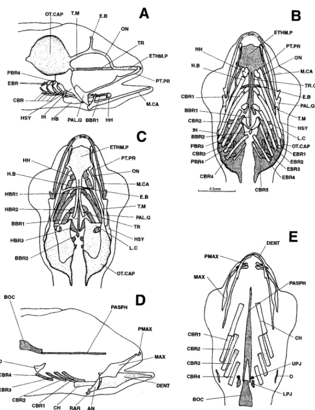 Figure 6. Dicentrarchus labrax : Lateral (a), ventral (b), and dorsal (c) views of the chondrocranium and lateral (d) and ventral (e) views of the osteocranium in a 7.6-mm larvae
