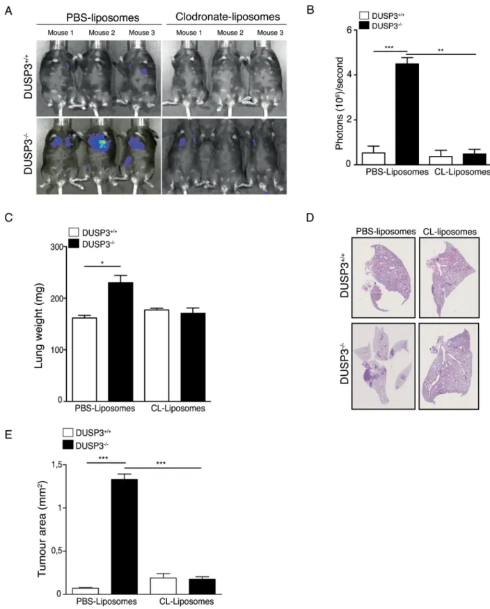 Fig 7. Macrophages depletion reduces LLC tumour growth in DUSP3 -/- mice. Tumours were established by i.v