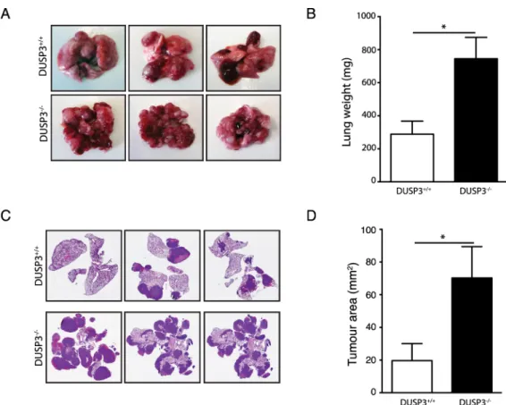 Fig 3. DUSP3 deletion accelerate experimental E0771 metastasis growth. E0771 tumours were established by i.v