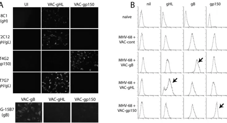Figure 3. Boosting MHV-68 carrier mice with MHV-68 glycoproteins alters the composition of immune sera