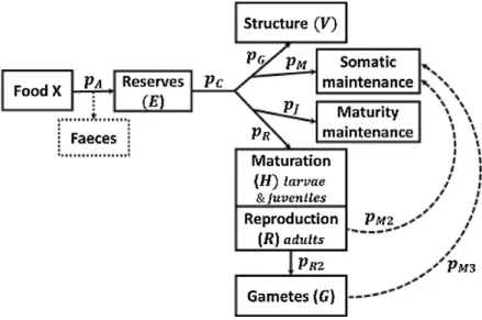 Figure 5 – Schematic version of the DEB model used in this study (From Gatti et al., 2017)