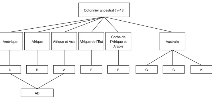 Figure 1. Processus de différenciation génomique du genre Gossypium — Differentiation process of the Gossypium genus.