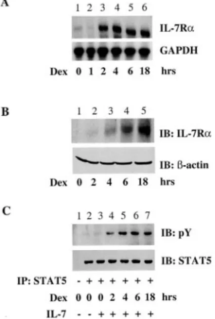 FIGURE 2. Glucocorticoids induce IL-7R␣ expression in T cells. A, PBMC were analyzed for IL-7R␣ expression