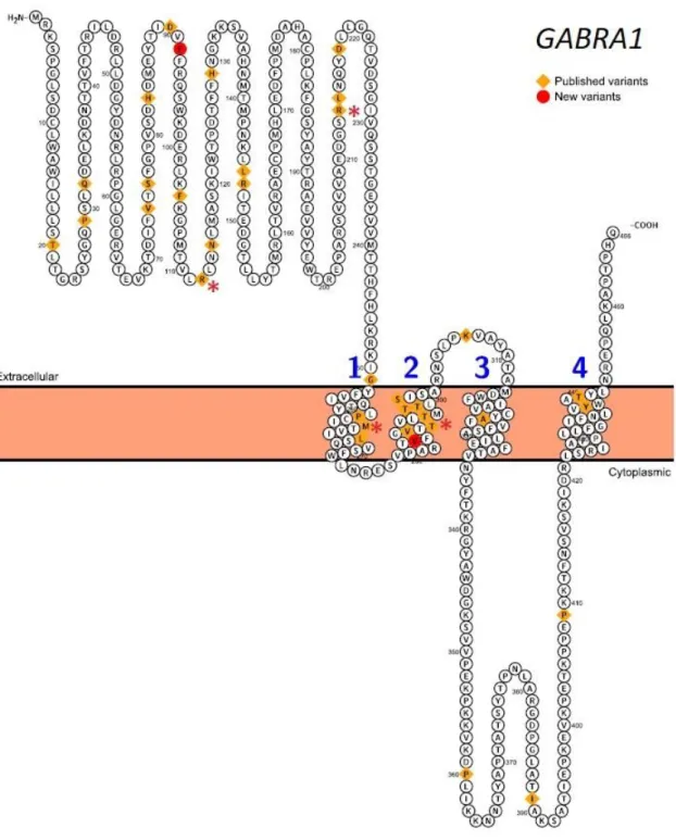 Figure 2 a : Sous-unité α1 codée par le gène GABRA1 : nouveaux variants rapportés (ronds  rouges) et variants déjà publiés (carrés jaunes)