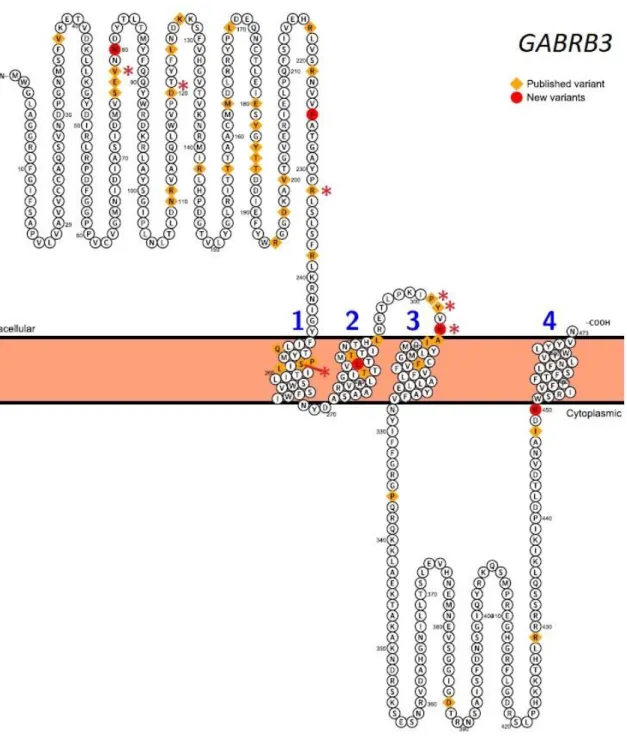 Figure 2 c : Sous-unité β3 codée par le gène GABRB3 : nouveaux variants rapportés (ronds  rouges) et variants déjà publiés (carrés jaunes)