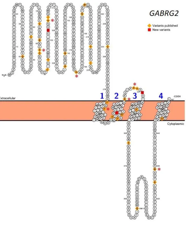 Figure 2 d : Sous-unité γ2 codée par le gène GABRG2 : nouveaux variants rapportés (ronds  rouges) et variants déjà publiés (carrés jaunes)