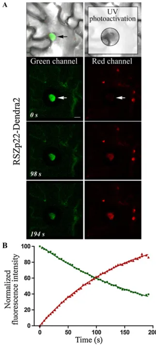 Figure 1. Nuclear efflux and influx of RSZp22-Dendra2 in living plant cells. A, Time course of Dendra2 green-to-red UV photoactivation in tobacco leaf cells transiently expressing P35S:RSZp22-Dendra2