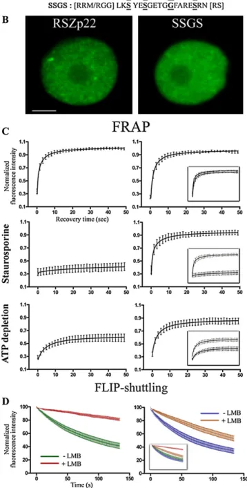 Figure 5. Differential dynamics of RSZp22 wild-type and mutant proteins in tobacco leaf cells