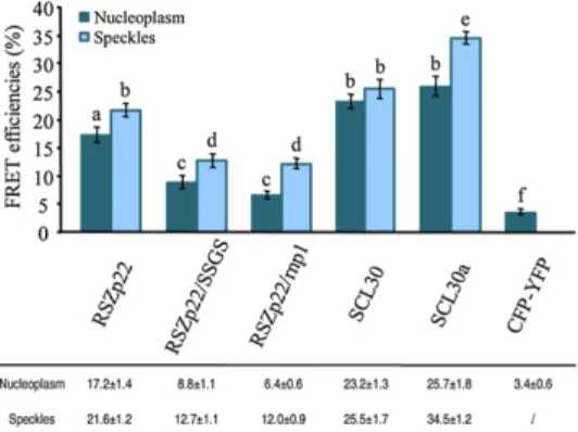 Figure 6. Molecular interactions of RSZp22 wild-type and mutant proteins. FRET-sensitized emission was measured for the interaction between RSZ33-YFP and RSZp22-CFP, RSZp22/SSGS-CFP, RSZp22/