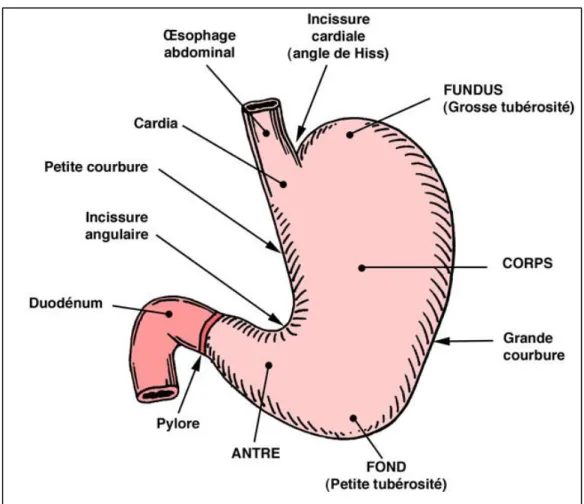 Figure 1 : Représentation schématique de l’estomac (18) 