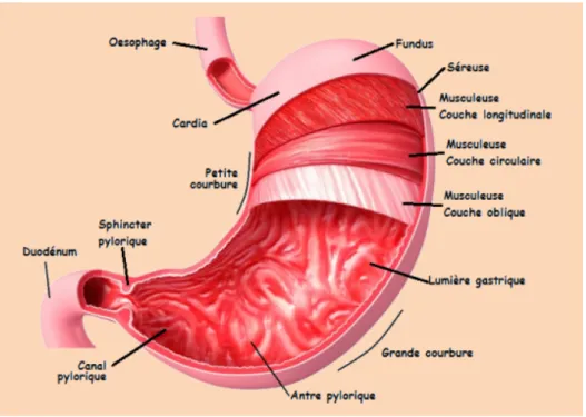 Figure 2 : Représentation schématique des différentes couches musculaires de  l’estomac (19)