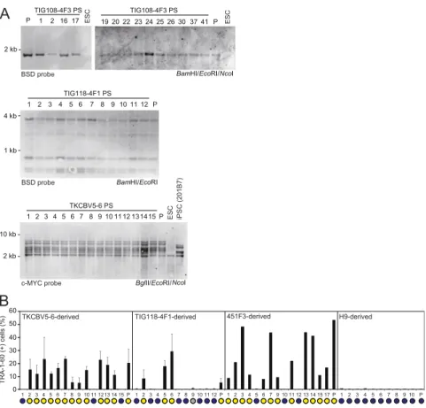 Fig. S1. Subcloning of DD-iPSCs. (A) Monoclonal origin of iPSC subclones. The genomic DNA of the subclones derived from TKCBV5-6, TIG108-4F3, and TIG118- TIG118-4F1 by Southern blotting