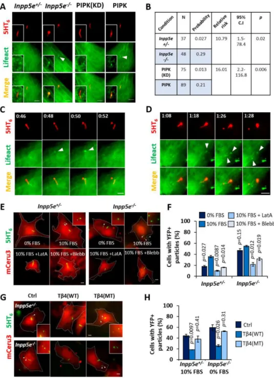 Figure 3. Ciliary PI(4,5)P 2  induces intraciliary F-actin assembly which executes cilia  decapitation