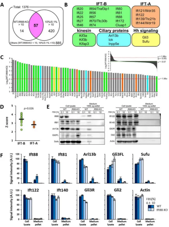 Figure 4. Global proteomic profiling of conditioned culture media reveals growth-stimulated  extracellular release of IFT-B dependent on primary cilia