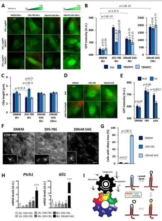 Figure 7. Growth-induced Gli activation is dependent on cilia decapitation