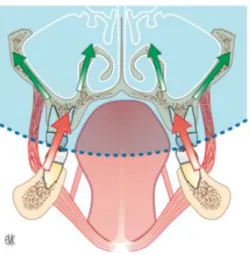 Figure 5 : Dispersion des pressions dans les piliers osseux par l’inclinaison frontale des dents 