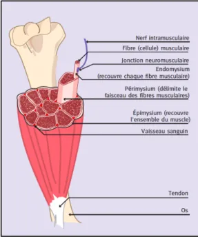 Figure 1: Anatomie du muscle strié squelettique 