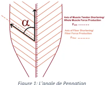 Figure 1: L'angle de Pennation 
