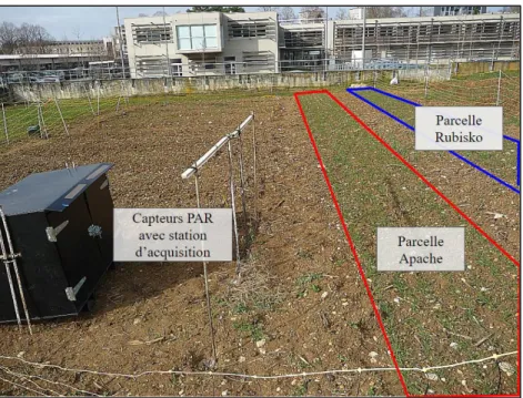 Figure  4 :  Photographie  des  deux  micro-parcelles  de  blé,    avec  les  capteurs  PAR 0   et  la  station  d’acquisition  contenue  dans  la  boite  noire  (source  de  la  photographie  utilisée :  Josselin  Merienne,  Agrosup Dijon, 2018) 