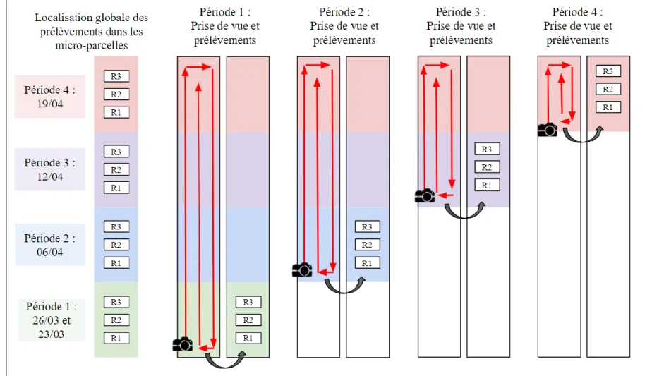 Figure 6 : Schéma de la localisation des quadrats prélevés et des zones photographiées pour les quatre dates (Agrosup Dijon,  2020)