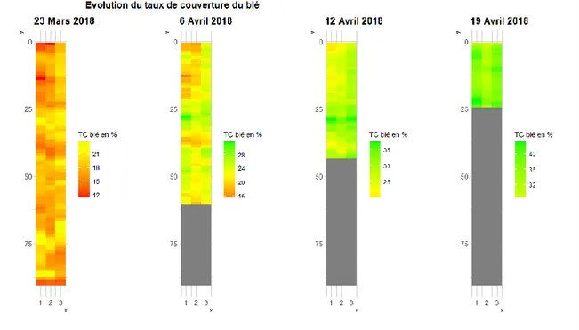 Figure 10 : Evolution du taux de couverture de blé (TCblé) de la parcelle Apache (Agrosup Dijon, 2020)