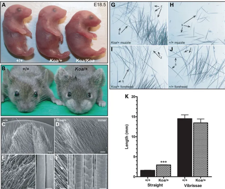 Figure 2. Hair abnormalities in Koa mutant mice. (A) Koa/Koa embryos are smaller than their Koa/þ and wild-type littermates at E18.5, with a curved back and a flatter, wider head