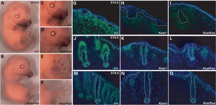 Figure 4. Reduced expression of Trps1 in Koa mutant mice. (A, C, E) Trps1 transcripts were detected in the maxilla, mandible, philtrum, nose, muzzle skin, the mesenchyme surrounding the developing vibrissae and tactile follicles, and the prospective phalan