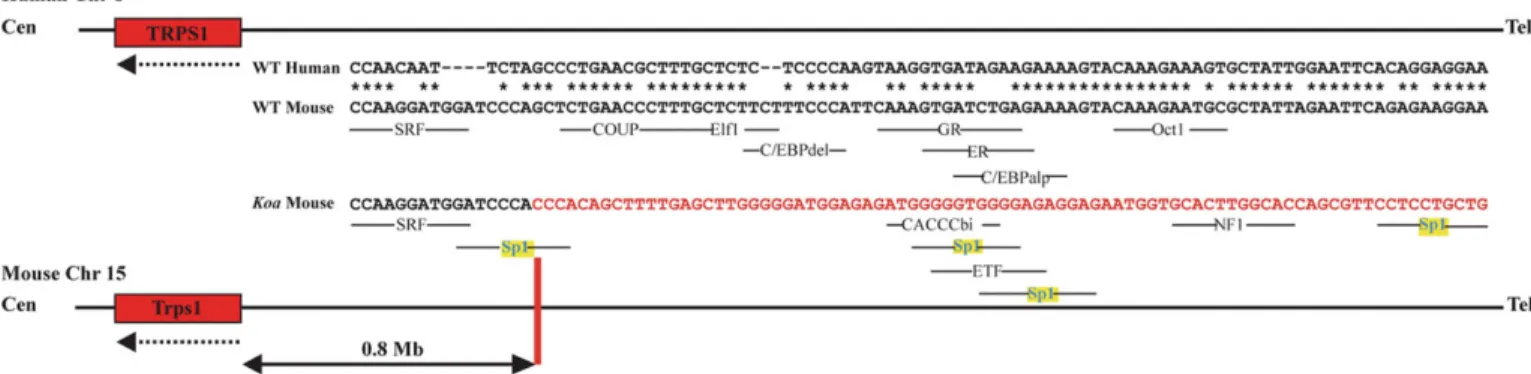 Figure 5. Altered configuration of transcription factor binding sites due to Koa inversion