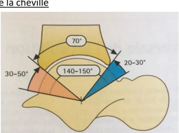 Figure 5 : Plan oblique de flexion-extension de la cheville   à 15° du plan sagittal :[11] 