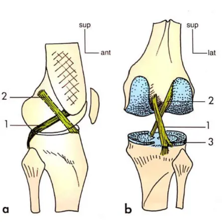 Figure 5. Vue sagittale et postérieure des ligaments croisés du genou   (Anatomie de l’appareil locomoteur, Michel Dufour) 