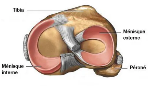 Figure 4. Vue supérieure des ménisques du genou (Santé Orthopédique) 