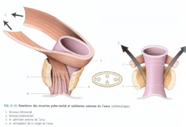 Figure 2 : Représentation du  faisceau pubo-rectal et de son action sur le sphincter externe de l’anus [9] 