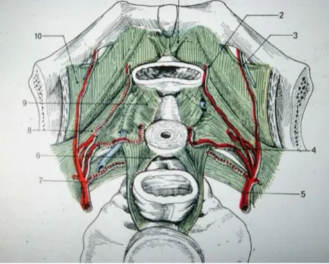 Figure 3 : Schéma représentant le rétinaculum et fascia pelvien chez la femme. [10] 