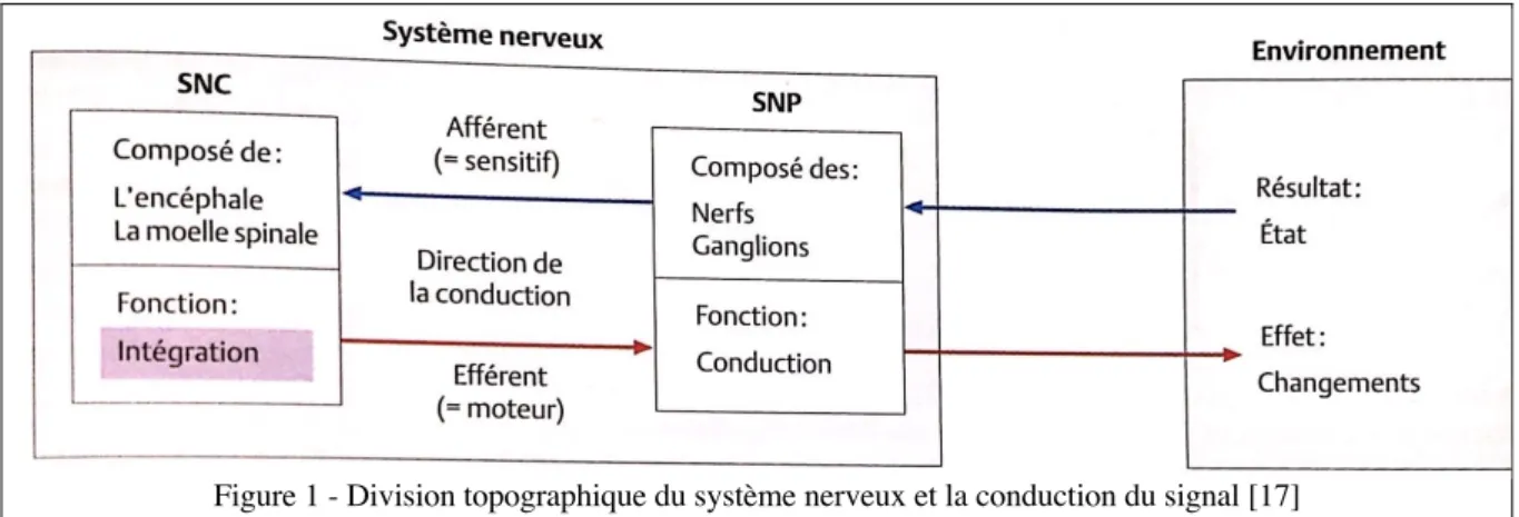 Figure 1 - Division topographique du système nerveux et la conduction du signal [17] 