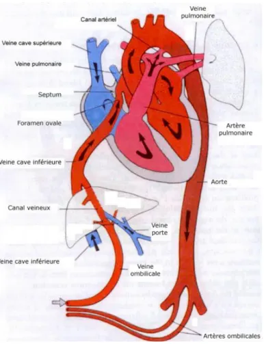 Figure 2 : Schéma de la circulation sanguine du fœtus avant la naissance 
