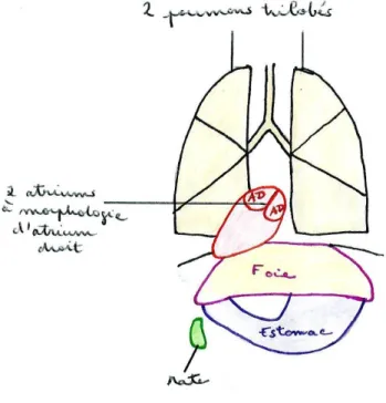 Figure 3 : Schéma représentant les caractéristiques de l’isomérisme droit de B. 