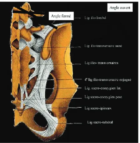 Figure 4 : Ligaments sacro-iliaques en vue dorsale (d’après Robert (23)). 